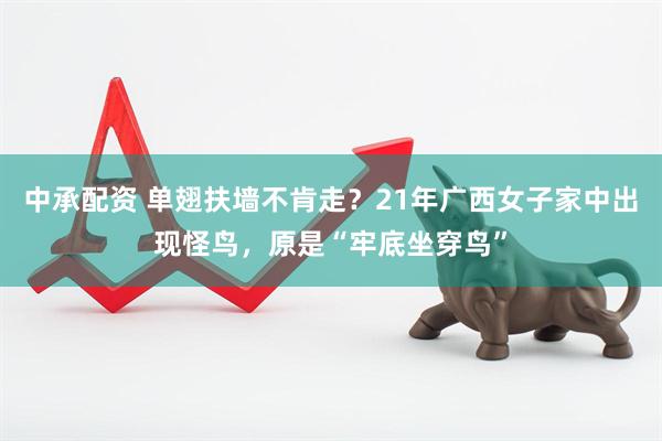 中承配资 单翅扶墙不肯走？21年广西女子家中出现怪鸟，原是“牢底坐穿鸟”