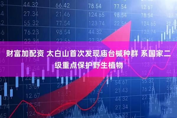 财富加配资 太白山首次发现庙台槭种群 系国家二级重点保护野生植物